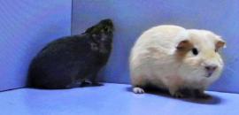 morče domácí -  guinea pig