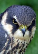 ostříž lesní dravíptáci.cz - dospělý jedinec ostříž lesní dravíptáci.cz - dospělý jedinec