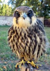 ostříž lesní dravíptáci - mladý jedinec