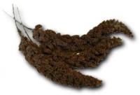 proso - Roman Strouhal - papouskov.cz proso - Roman Strouhal - papouskov.cz