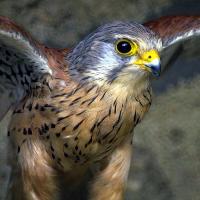 poštolka obecná dravíptáci.cz - samec poštolka obecná - foto: dravíptáci.cz - samec