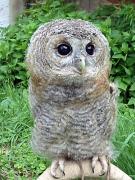 puštík obecný dravíptáci.cz - mládě