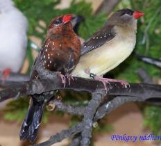 tygříček tečkovaný - foto: Tomáš Prachař
