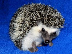 africký ježek bělobříchý - Eva Němčanská