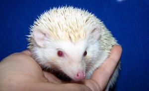 africký ježek bělobříchý - Eva Němčanská