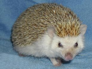 africký ježek bělobříchý - Eva Němčanská