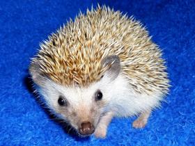 africký ježek bělobříchý - Eva Němčanská