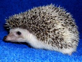 africký ježek bělobříchý - Eva Němčanská