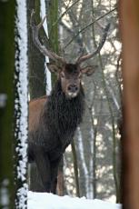 jelen lesní - foto: Václav Přibáň