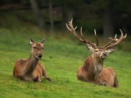 jelen lesní - foto: Václav Přibáň