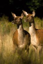 jelen lesní - foto: Václav Přibáň jelen lesní - foto: Václav Přibáň