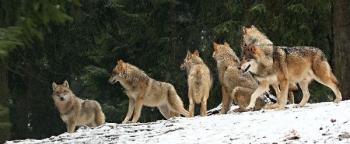 lovy fotoaparátem - Václav Přibáň lovy fotoaparátem - Václav Přibáň