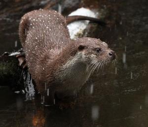 lovy fotoaparátem - Václav Přibáň