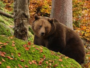 lovy fotoaparátem - Václav Přibáň