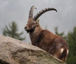 foto - jelen Václav Přibáň foto - jelen Václav Přibáň