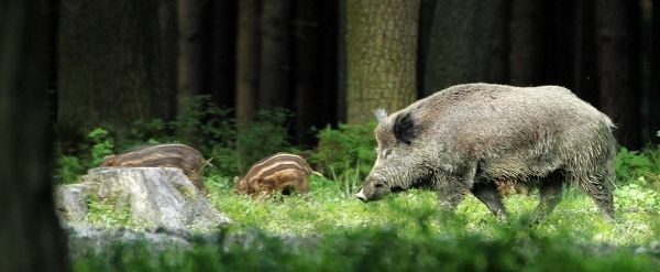 lovy fotoaparátem - Václav Přibáň lovy fotoaparátem - Václav Přibáň