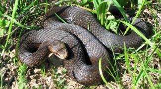 zmije obecná samice - foto: Jiří Mařík